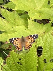 Vanessa virginiensis