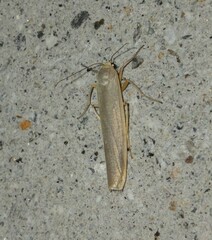 Eilema