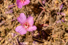 Clarkia rubicunda