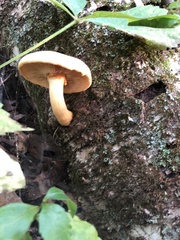 Gymnopilus luteus