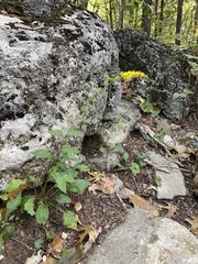 Solidago arguta