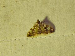 Glyphodes sibillalis