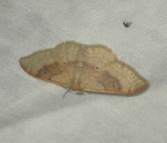 Idaea degeneraria