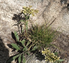 Solidago missouriensis