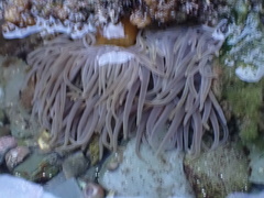 Anemonia viridis