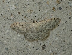 Scopula marginepunctata