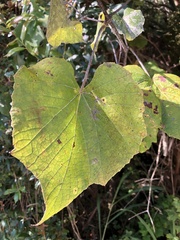 Vitis cinerea