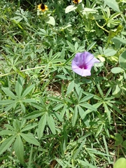 Ipomoea ternifolia ternifolia