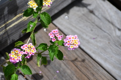 Lantana × strigocamara