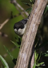 Microspingus melanoleucus