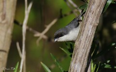 Microspingus melanoleucus