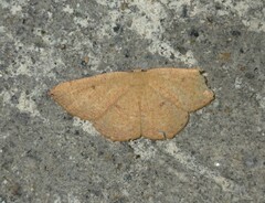 Cyclophora puppillaria
