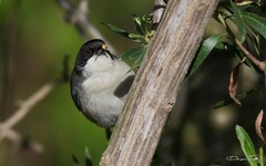 Microspingus melanoleucus