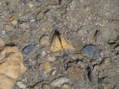 Setina aurita