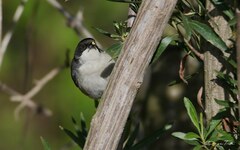 Microspingus melanoleucus