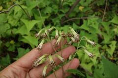 Parasenecio hastatus