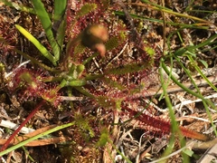 Drosera linearis
