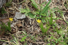 Hypoxis mexicana