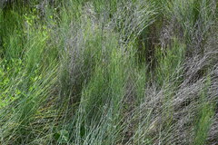 Chloracantha spinosa