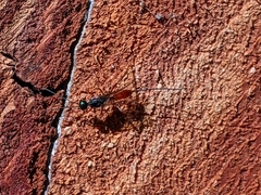 Aulacidae
