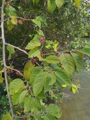 Dalbergia ecastaphyllum