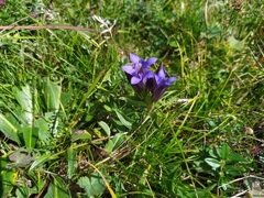 Gentiana septemfida