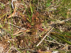 Drosera linearis