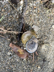 Cipangopaludina chinensis