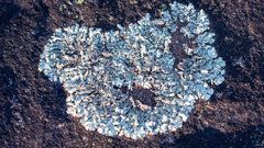 Xanthoparmelia cumberlandia