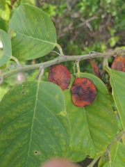 Dalbergia ecastaphyllum