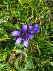 Gentiana septemfida
