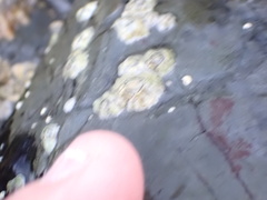 Austrominius modestus