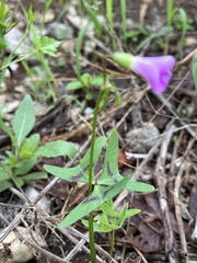 Oxalis drummondii