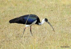 Threskiornis spinicollis