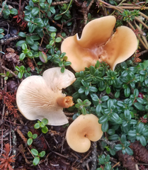 Paralepista flaccida