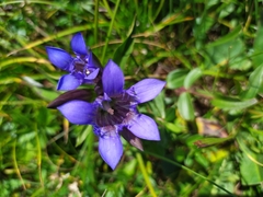 Gentiana septemfida