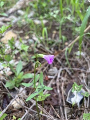 Oxalis drummondii