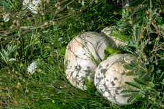 Calvatia booniana