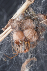 Parasteatoda lunata
