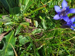Gentiana septemfida