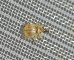 Pericartiellus durieui