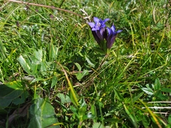 Gentiana septemfida