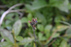 Veronica wormskjoldii