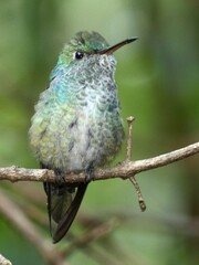 Chrysuronia versicolor