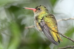 Hylocharis chrysura