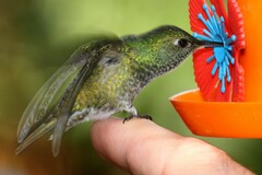 Chrysuronia versicolor