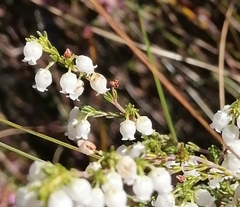Erica fimbriata