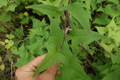 Parasenecio hastatus