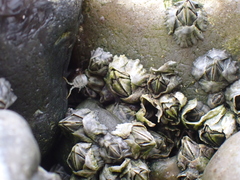 Balanomorpha