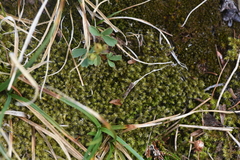 Racomitrium lanuginosum